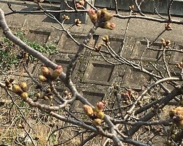 桜の開花はもうすぐ!!