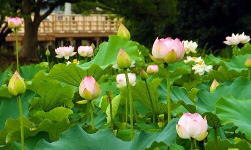 長岡天満宮へ行きました